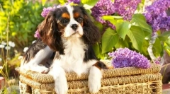 Kavaler kralj charles spaniel (fotografija): pravi gospodin u svijetu pasa